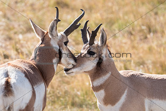Two pronghorn in love