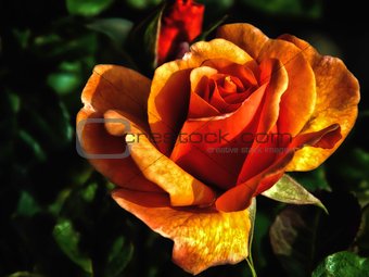 Orange rose.