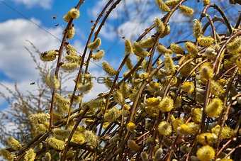 The blossoming willow