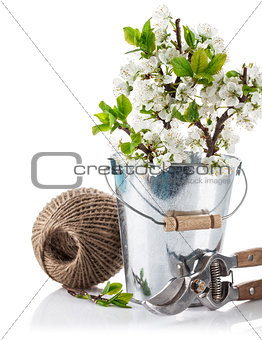 Spring still life branch blooming plum in bucket with garden tools