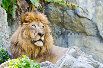  Male Lion 