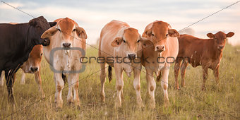 Outback Cows
