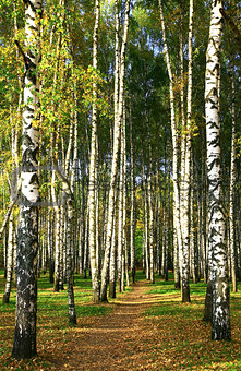 Pathway in the autumn sunny birch forest