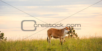 Outback Cows
