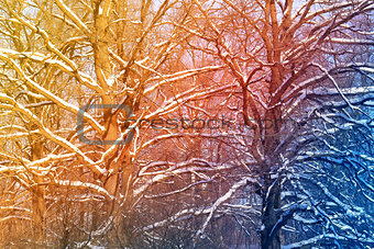 Beautiful winter trees