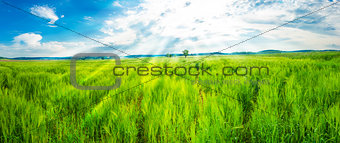 Field of young wheat