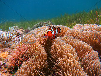 Clownfish in Malapascua, Philippines