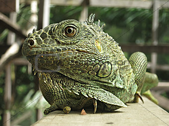 Iguana in Belize, San Ignacio