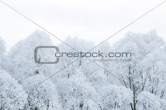 Tree branches in the snow