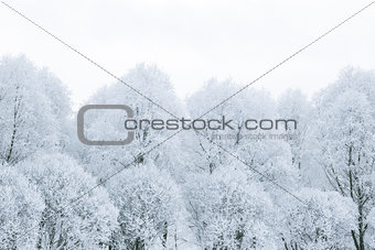 Tree branches in the snow