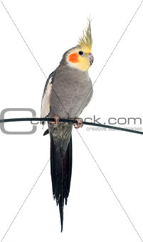 adult gray Cockatiel