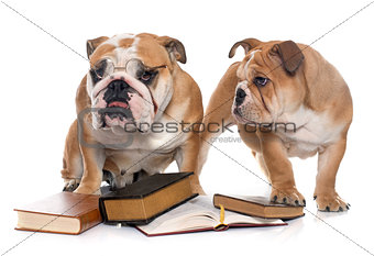 young english bulldogs and books