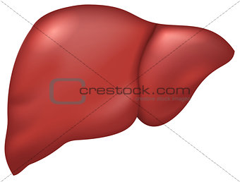 Liver of healthy person