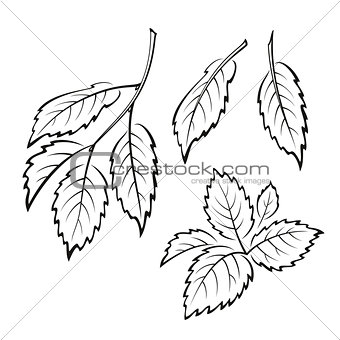 Elm Leaves, Pictogram Set
