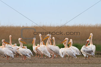 pelicans in the Danube Delta