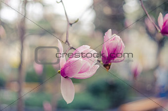 Magnolia flowers in Yalta. Pink magnolia flowers