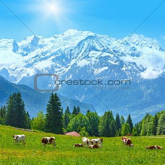 Herd cows on glade and Mont Blanc mountain massif view 