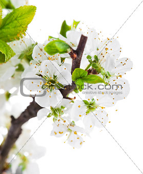 Branch blooming tree with green leaves spring still life