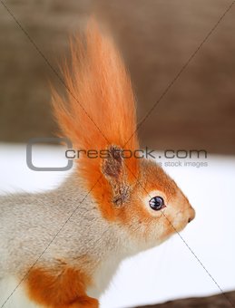 Beautiful portrait of a squirrel