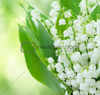 lilly of the valley flowers close up