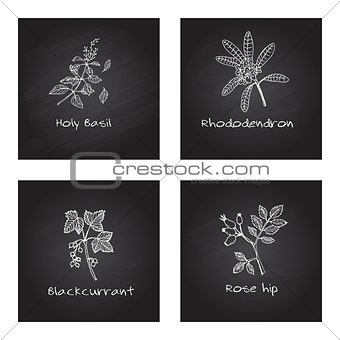 Handdrawn Medicinal Herbs - Health and Nature Set