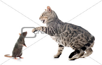 bengal cat hunting rat