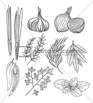 Culinary Herbs and Spices. Vintage Illustration.