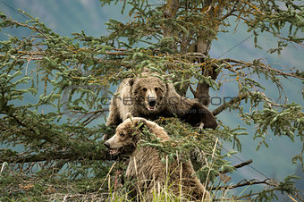Bears on tree