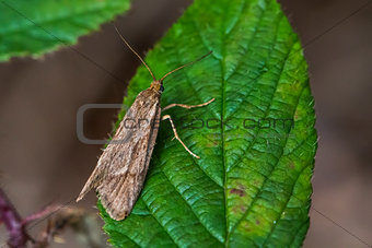 Moth (Diurnea lipsiella)