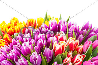Tulip flowers isolated