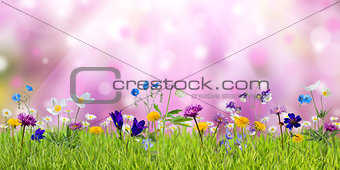 Spring wild meadow