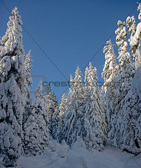 white fir-tree against blue sky background