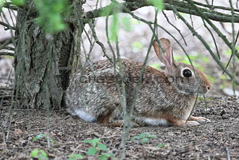 scared cottontail