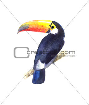 Bright watercolor Toucan bird 