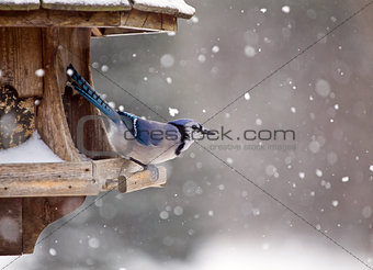 Blue Jay at Bird Feeder Winter