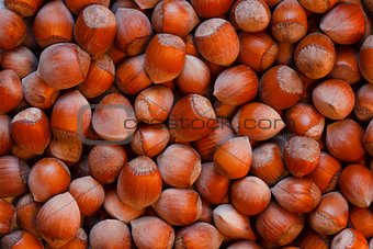 lot of hazelnuts