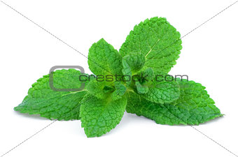 Sprig of green mint