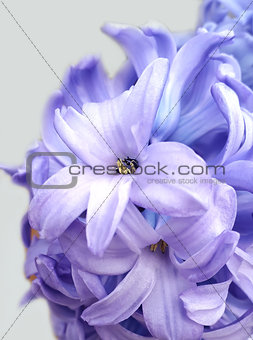 Spring flowers. Light violet hyacinth against 