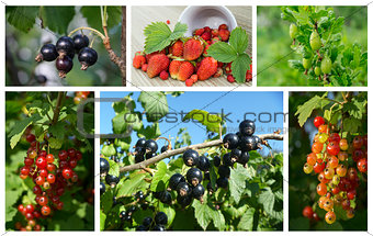 Collage natural berries on branch in garden