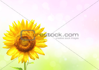Bright yellow sunflower on sunny background