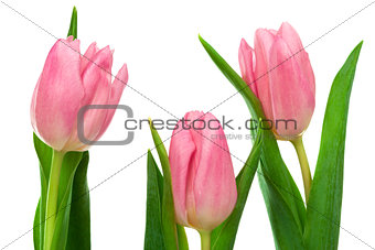 three pink tulips