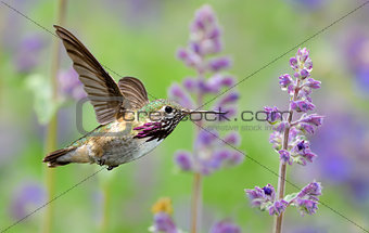 Annas Hummingbird in flight with purple lavender flowers