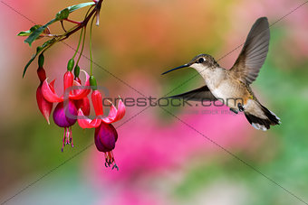 Hummingbird feeding on Hardy Fuchsia Plant