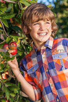 Male Boy Child Picking Apple from Tree in Summer Sunshine