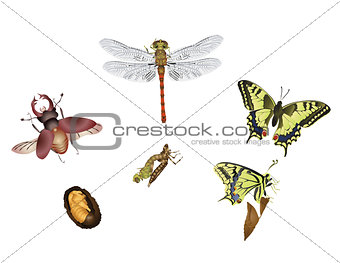 Amazing insect world - metamorphosis