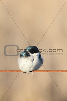 cute tree swallow