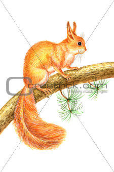 Drawing squirrel 
