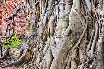 Buddha Head in Banyan Trees