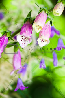 Beautiful flowers purple Foxglove