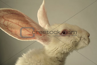 White rabbit portrait
